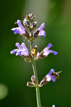 sage flower with honey beeの写真素材
