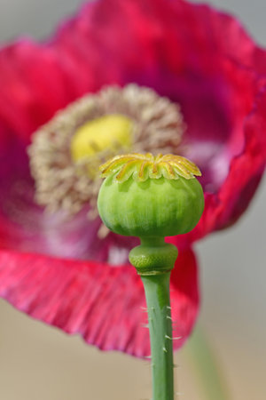 opium poppy with capsule in a garden in Germany in summer, background flower blurredの写真素材