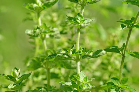Marjoram, fresh green herb in summerの写真素材
