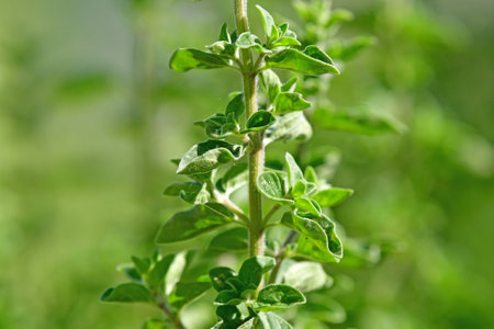 oregano with fresh green leaves in summerの写真素材
