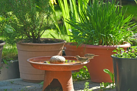 Sparrows bathing together in a bowlの写真素材