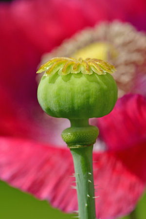 opium poppy with capsule in a garden in Germany in summer, background flower blurredの写真素材