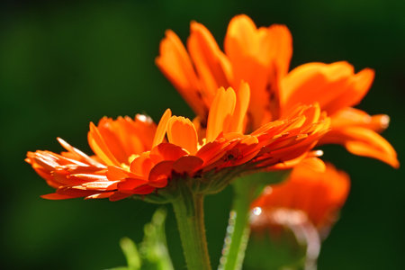 marigold, medicinal herb with flowersの写真素材
