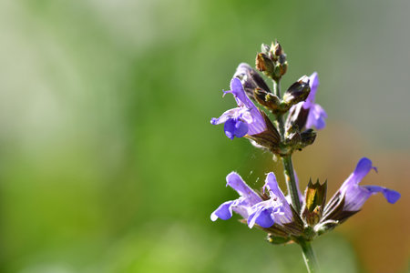sage flowers in summer in Germany on a green blurred backgroundの写真素材