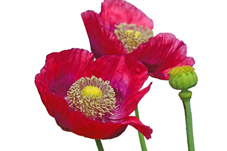 opium poppy flower with capsule in a garden in Germany in summer,cut out on a white backgroundの写真素材