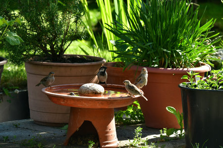 Sparrows bathing together in a bowl, male and femaleの写真素材