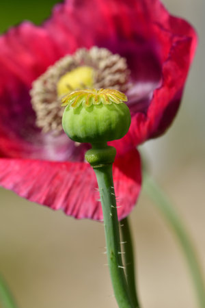 opium poppy with capsule in a garden in Germany in summer, background flower blurredの写真素材
