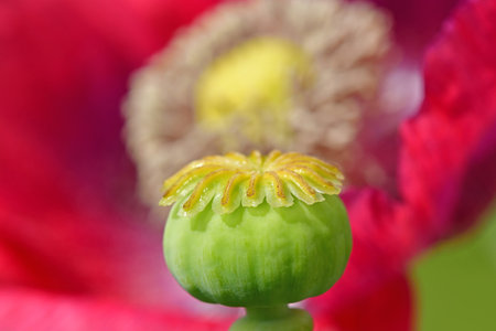 opium poppy with capsule in a garden in Germany in summer, background flower blurredの写真素材