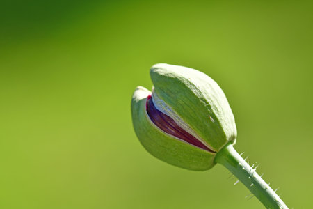 opium poppy flower with capsule in a garden in Germany in summerの写真素材