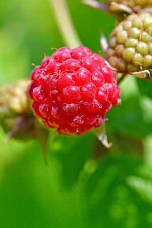 raspberry, macro of a ripe fruitの写真素材
