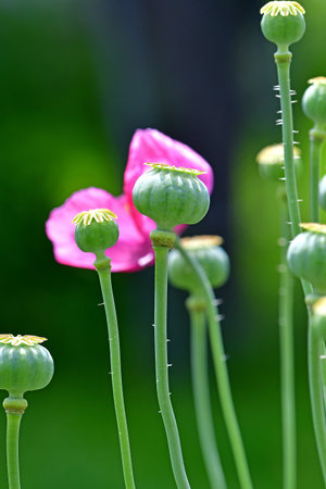 opium poppy with unripe capsule in a garden in Germany in summer, background with flowers blurredの写真素材