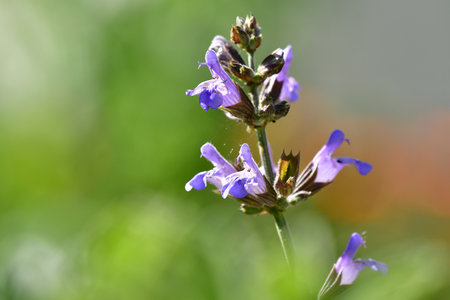 say, medicinal plant with flowersの写真素材