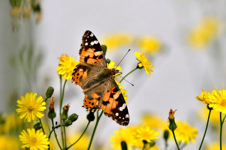 painted lady on rough hawksbeard flowerの写真素材