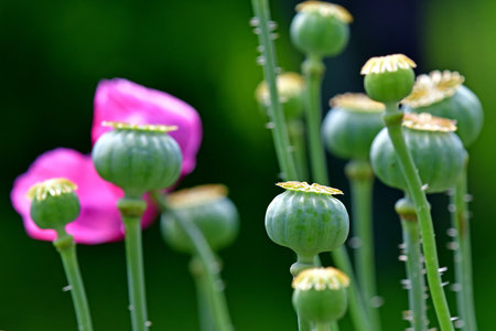opium poppy with unripe capsule in a garden in Germany in summer, background with flowers blurredの写真素材