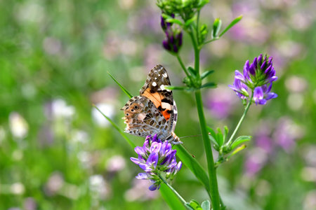 painted lady on lucerne flowerの写真素材