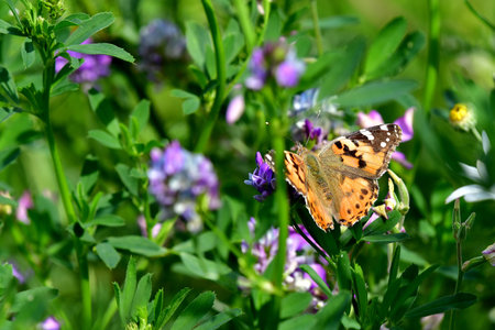 painted lady on lucerne flowerの写真素材