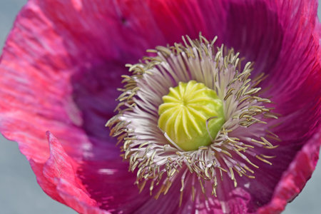 opium poppy flower Germany in summerの写真素材