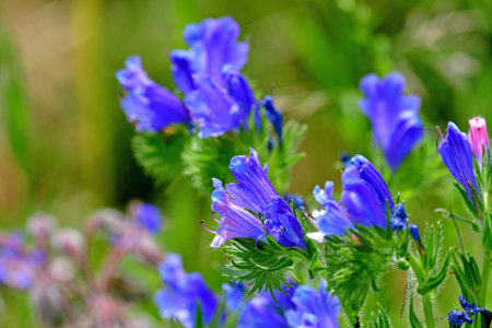 Echium, ornamental and garden plant with blue flowersの写真素材