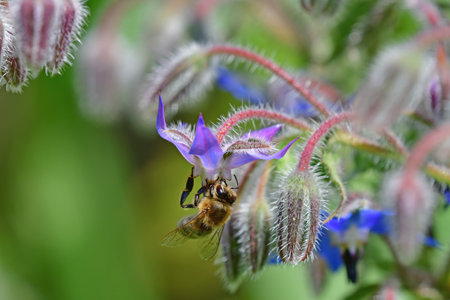 honey bee on a flower of a borage in summer in Germanyの写真素材