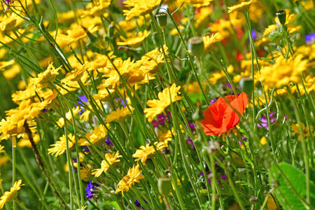 the golden marguerite with a single poppy flowerの写真素材