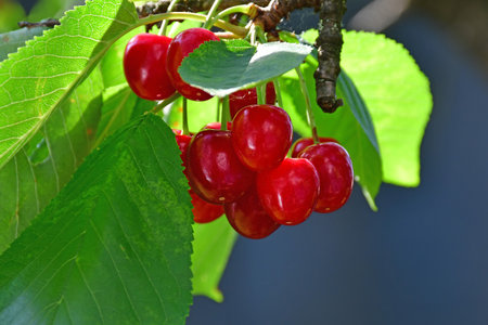 ripe cherries on a tree in Germanyの写真素材