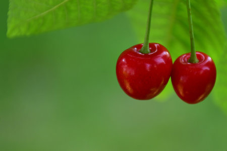 ripe cherries on a tree in Germanyの写真素材