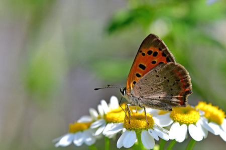 painted lady on a feverfew flowerの写真素材