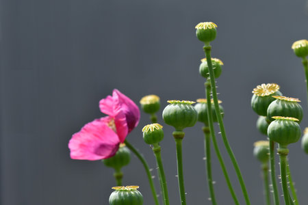 opium poppy with capsules in a garden in Germany in summer, background flowers blurredの写真素材