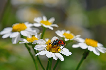Trichodes alvearius on a feverfew flowerの写真素材
