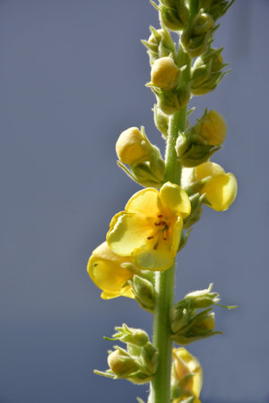 great mullein, medicinal plant with flowerの写真素材