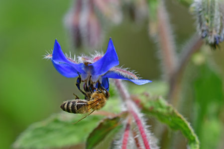 honey bee on a flower of a borage in summer in Germanyの写真素材
