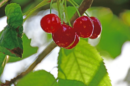 ripe cherries on a tree in Germanyの写真素材