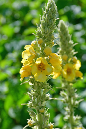 great mullein, medicinal plant with flowerの写真素材