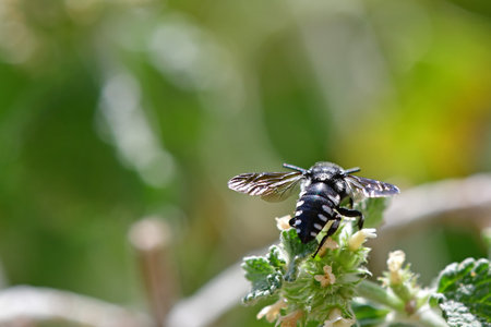 Cuckoo bee on a horehound flower in summer in Germanyの写真素材