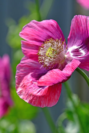 opium poppy flower in a German garden in summerの写真素材