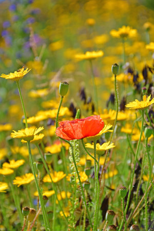 single red poppy within the golden marguerite on a wonderful blurred backgroundの写真素材