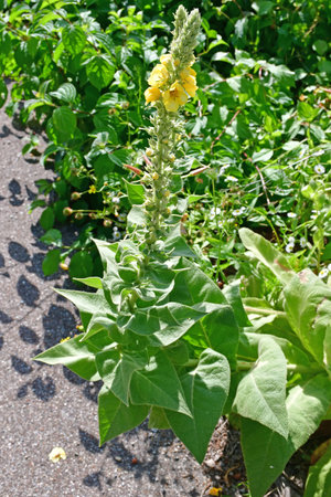 great mullein, medicinal plant with flower at a sideway in Germanyの写真素材
