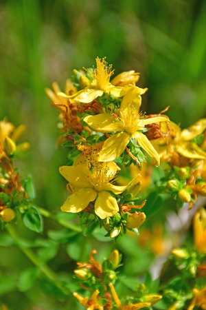 St. John wort, medicinal plant with flowerの写真素材