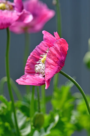 opium poppy flower in a German garden in summerの写真素材