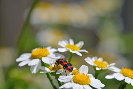 Trichodes alvearius on a feverfew flowerの写真素材