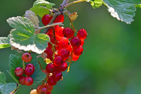 red currant at a bushの写真素材