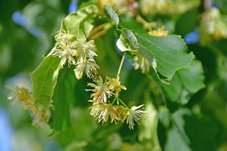 large-leaved lime tree, medicinal tree with flowersの写真素材