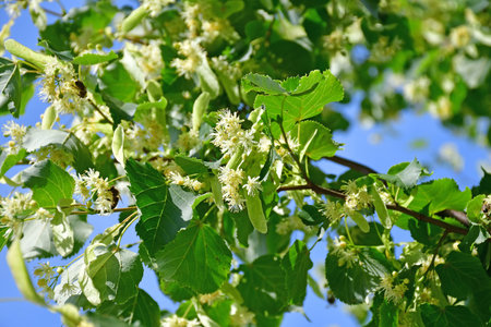 large-leaved lime tree, medicinal tree with flowersの写真素材