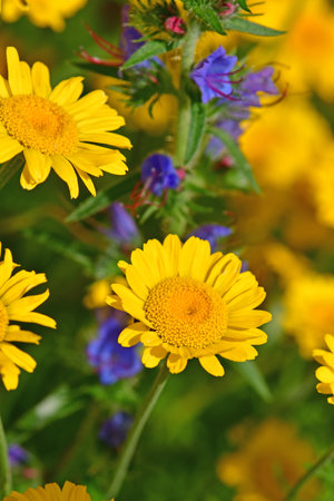 the golden marguerite on a wonderful blurred backgroundの写真素材