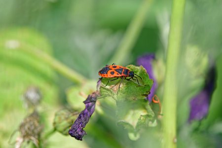 firebug on a mallow in a closeupの写真素材