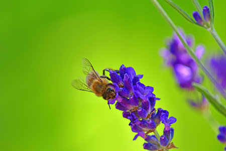 lavender, flower of the medicinal herb with beeの写真素材