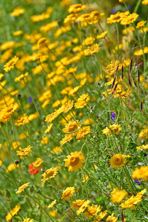 the golden marguerite on a wonderful blurred backgroundの写真素材