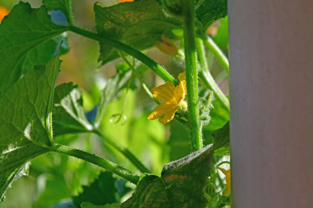 growing cucumber with a flowerの写真素材