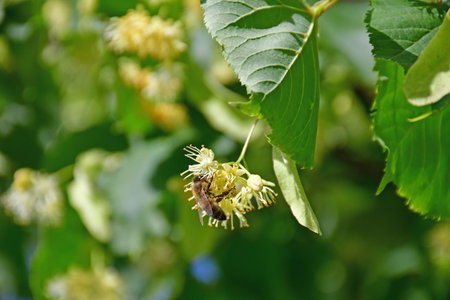 large-leaved lime tree, medicinal tree with flowers and beeの写真素材