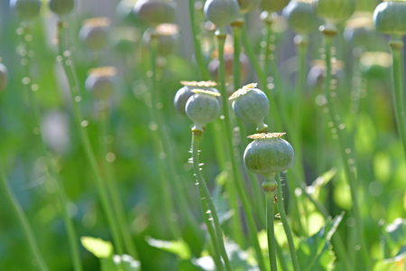 field of opium poppy with capsulesの写真素材